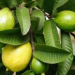 فوائد اوراق الجوافة للصحة العامة و العناية بالبشرة والشعر