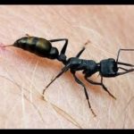 لدغة النمل للانسان لها اضرار وايضا فوائد كثيرة تعرف عليها
