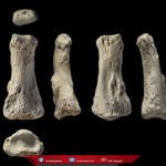 اكتشاف احفورة اصبع بشري عمرها 86 الف عام بالمملكة
