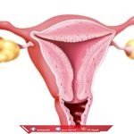 هل يؤثر الرحم ذو القرنين على الحمل ؟