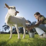 فوائد حليب الماعز مقارنة بـ حليب الابقار والحليب النباتي