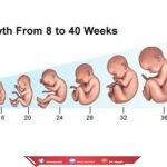 مراحل نمو الجنين بالصور شهريا من بداية الحمل للولاده