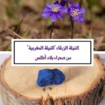 فوائد النيله المغربيه وطريقة استخدامها للوجه والجسم