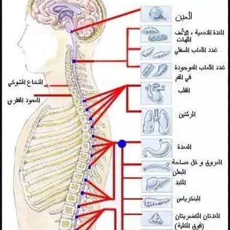 فوائد الحجامة و الأمراض التي تعالجها