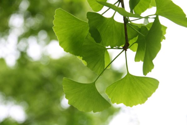 فوائد حبوب وعشب الجنكة Ginkgo